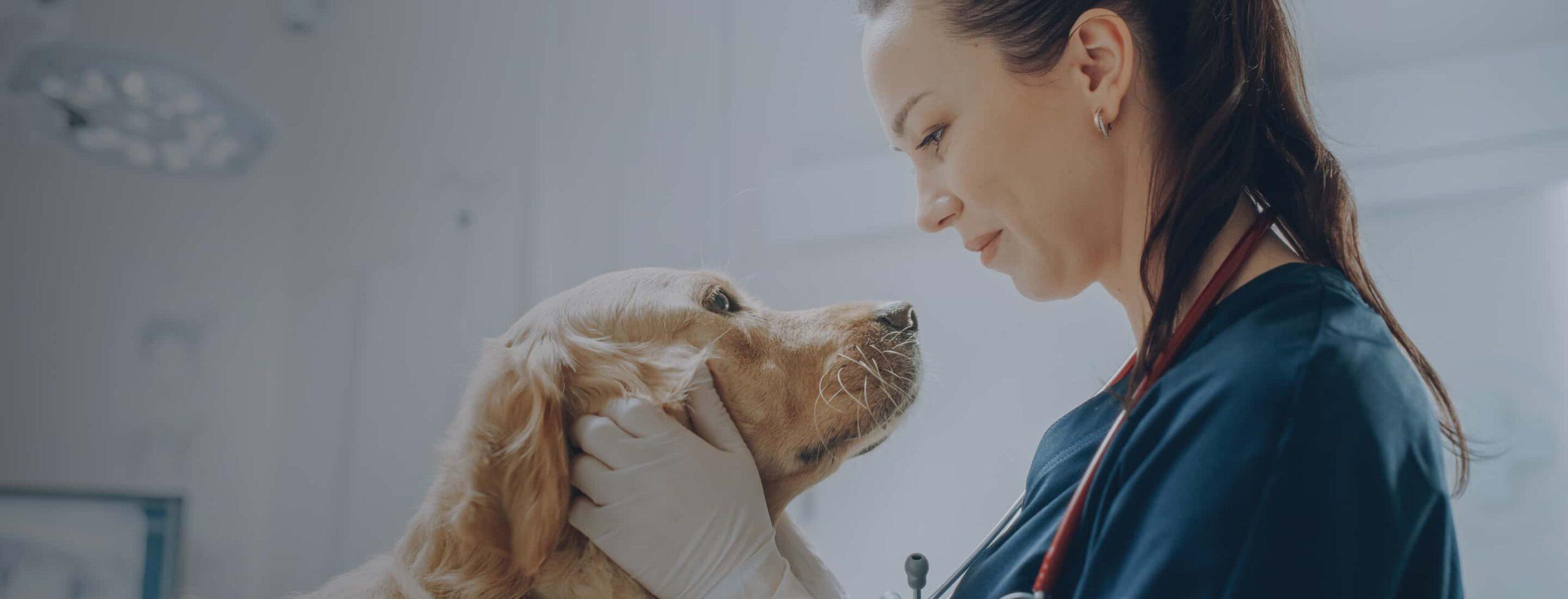 A veterinarian pets a dog.